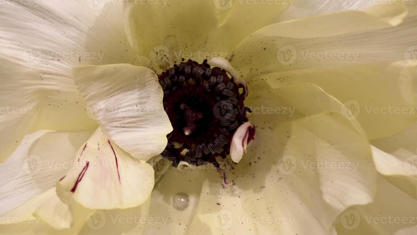 This closeup image shows a stunning white flower, highlighting its intricate textures and exquisite details photo