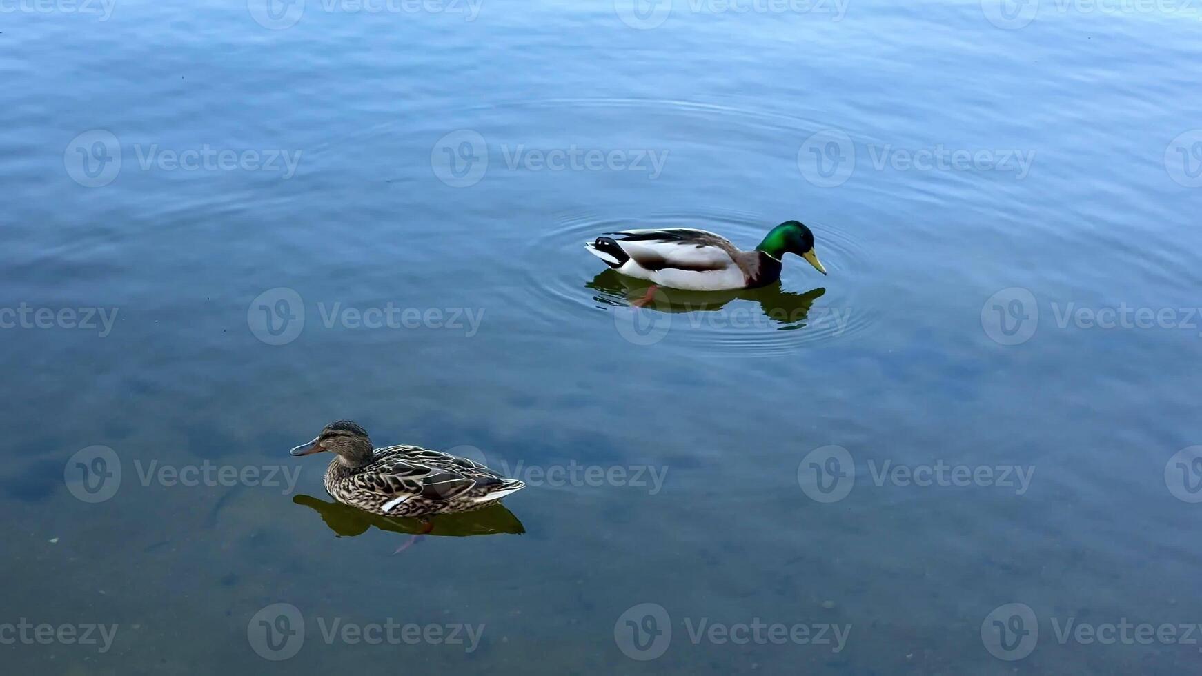 A beautiful pair of ducks gliding peacefully across the serene water, showcasing the exquisite beauty of nature photo