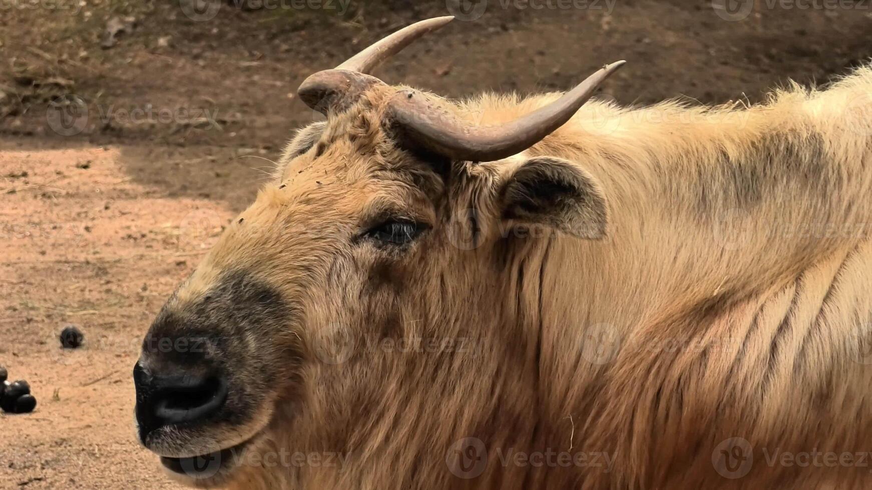A detailed closeup of a yak, emphasizing its unique characteristics along with its natural habitat and surroundings photo
