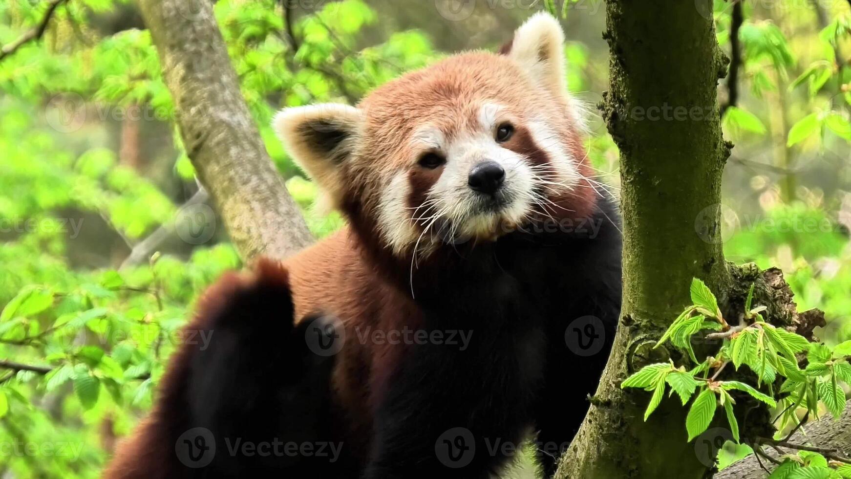 Captivating moments of a charming red panda amid vibrant greenery, vividly showcasing its inherent natural charm photo