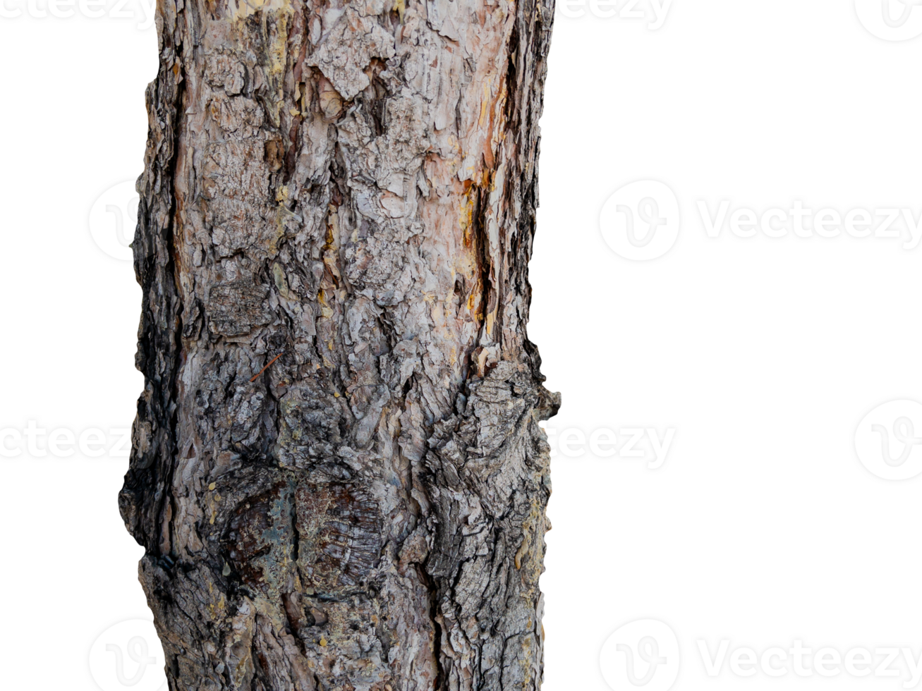 Tree trunk on transparent background png