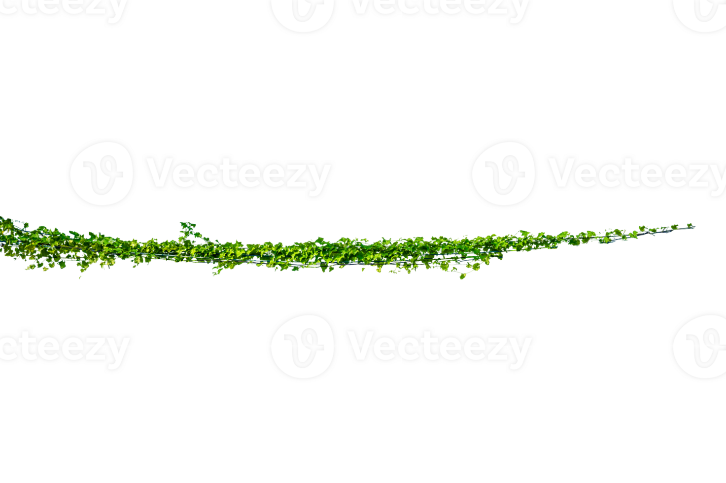 Tropical ivy vine border with vibrant green leaves on cutout background png