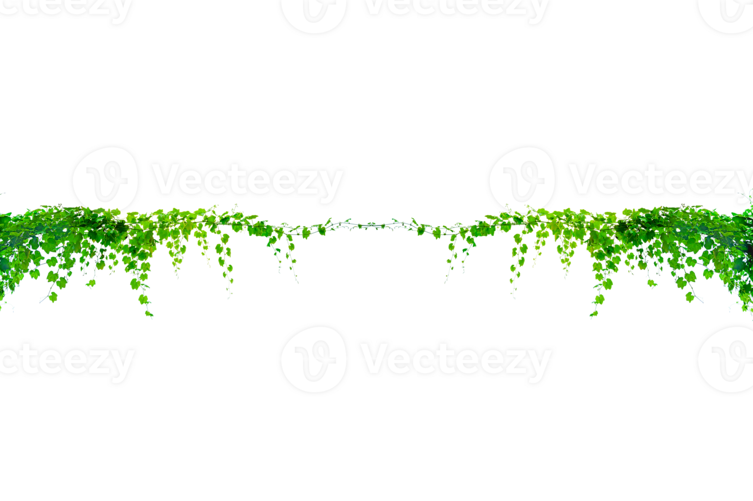 green vine frame leaf Isolate on transparent png