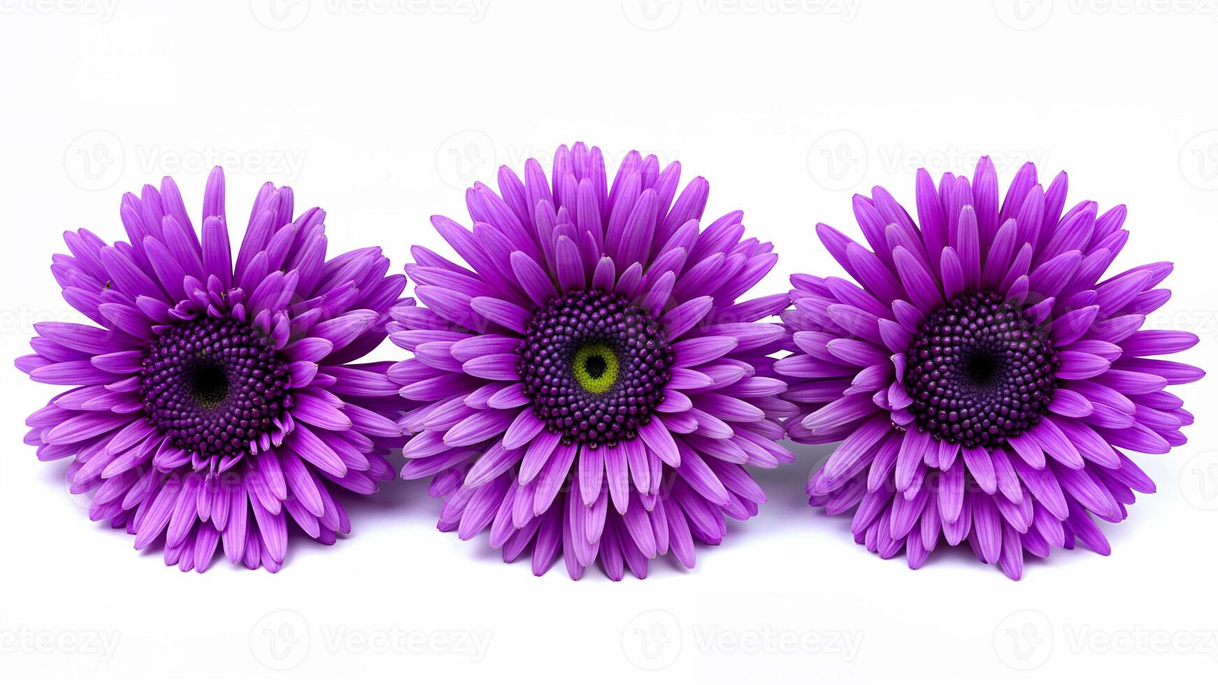 Three vibrant purple gerbera daisies are arranged in a row, isolated on a white background. Suitable for floral design, botanical studies, or decorative projects. photo