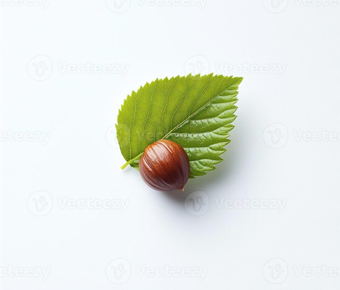 Hazelnut resting on a vibrant green leaf photo