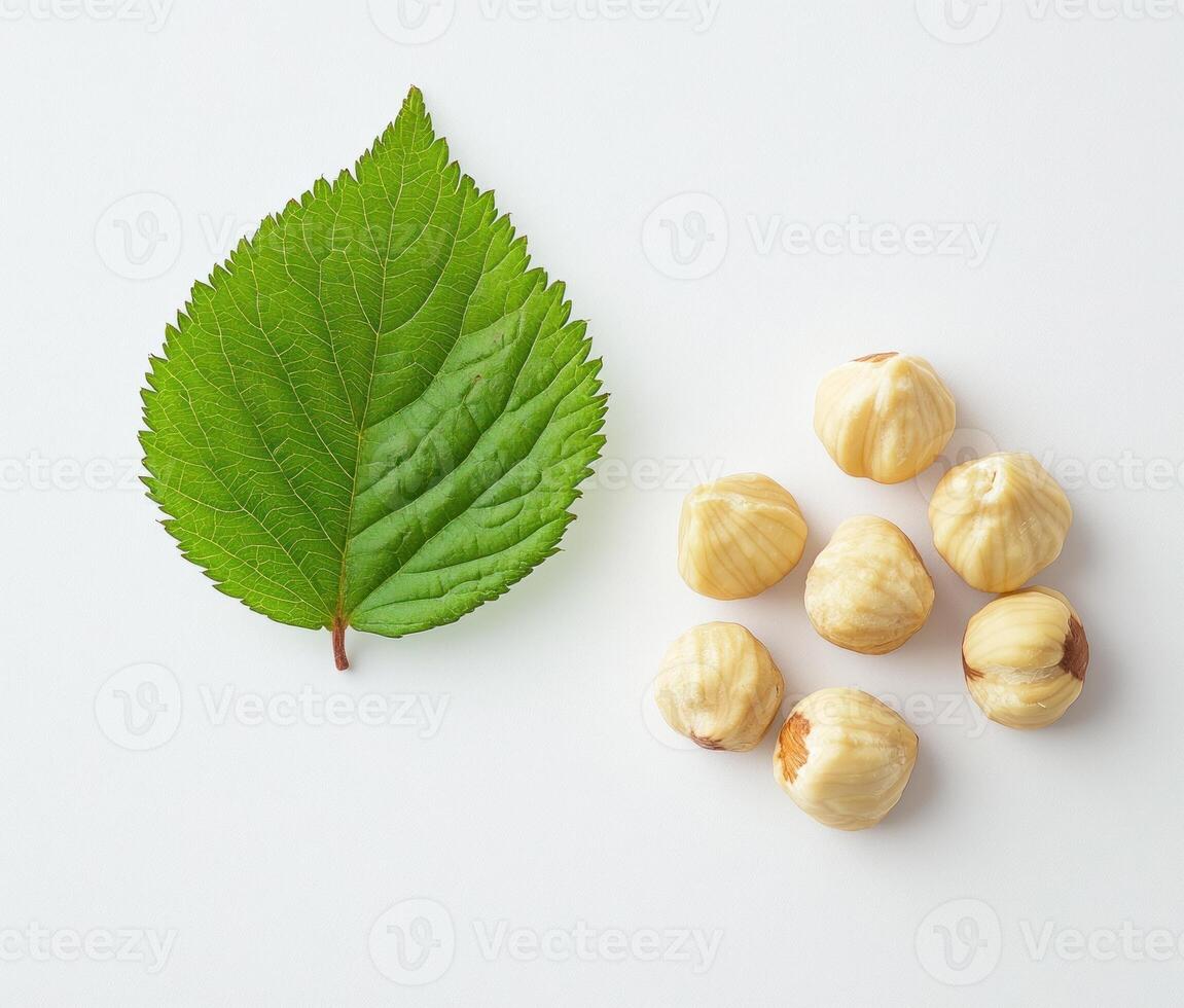 Green leaf and hazelnuts arranged on a white background photo