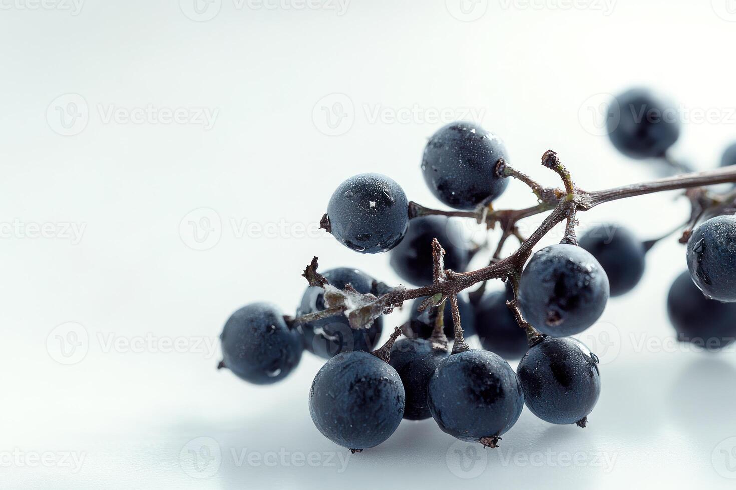 Dark Berries Clustered On A Vine Branch photo