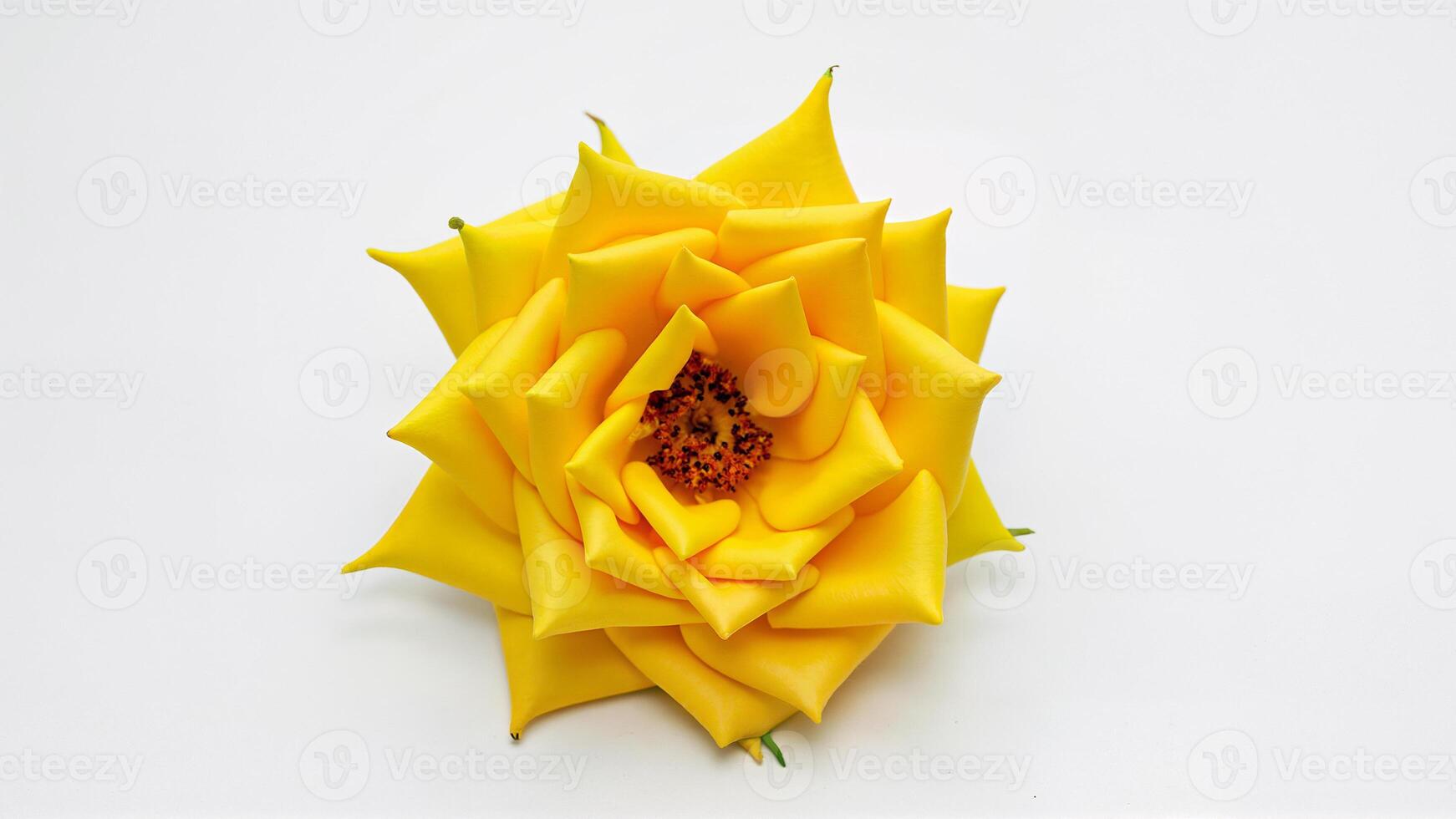 Single yellow rose flower isolated on a white background for botanical, floral, or design purposes. For use in digital or print media, collages, beauty, advertising. photo