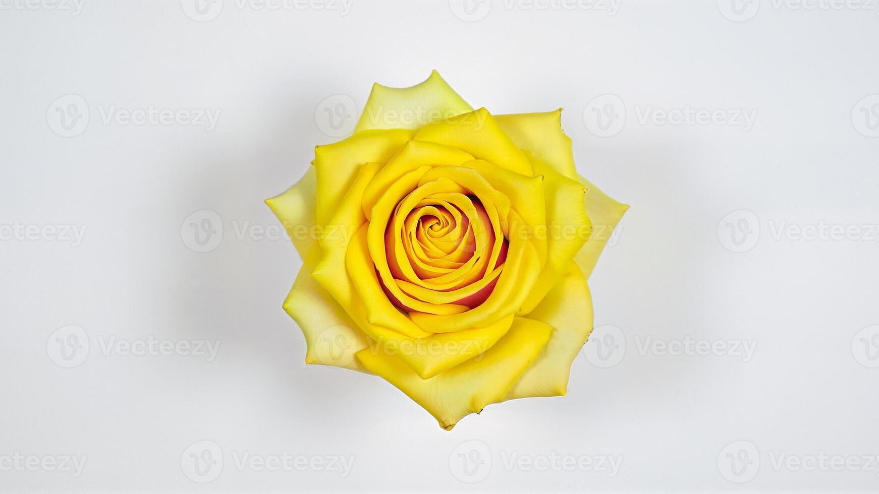 Single yellow rose flower isolated on a white background, suitable for botanical, floral, or design projects. For use in digital or print media, collages, beauty, advertising. photo