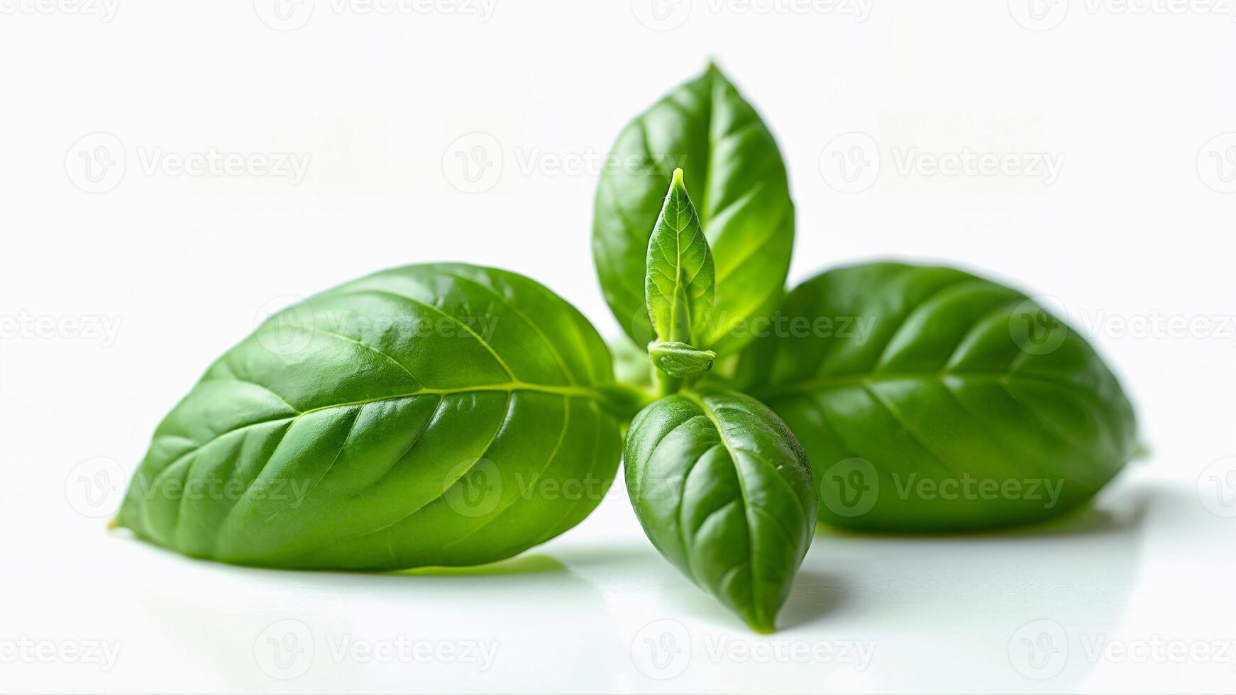 Close-up of fresh basil leaves isolated on a white background for culinary, herbal, or botanical use. Food, health, or plant identification purposes. photo