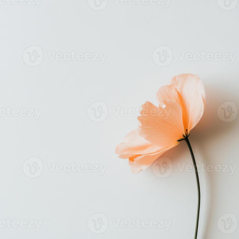 Elegant peach flower resting on clean surface photo