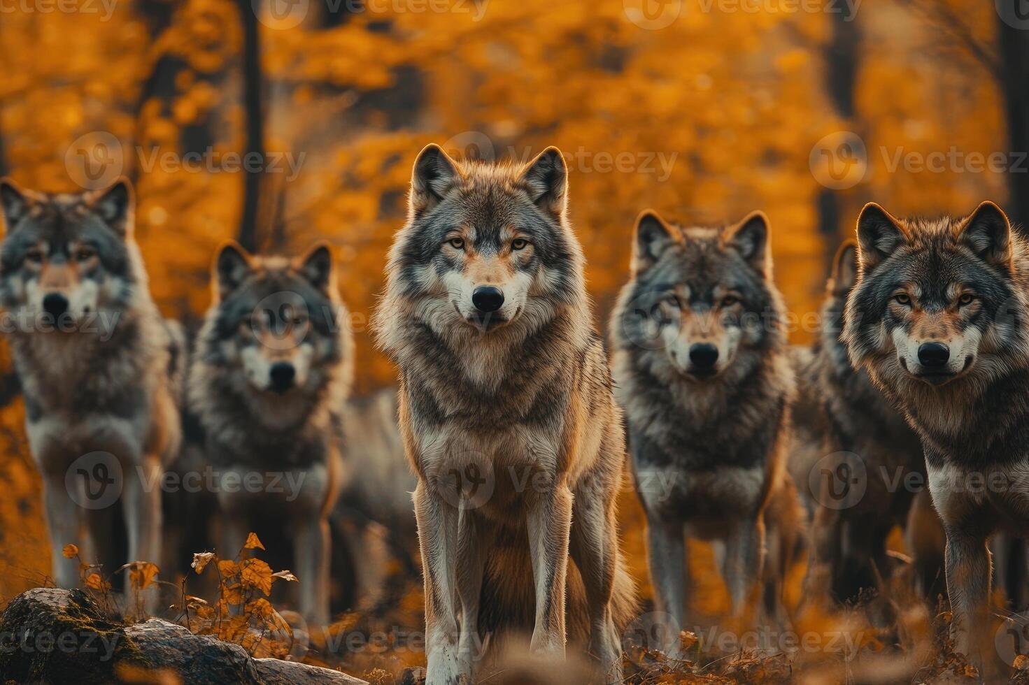 Wolf pack standing in autumn forest looking forward photo
