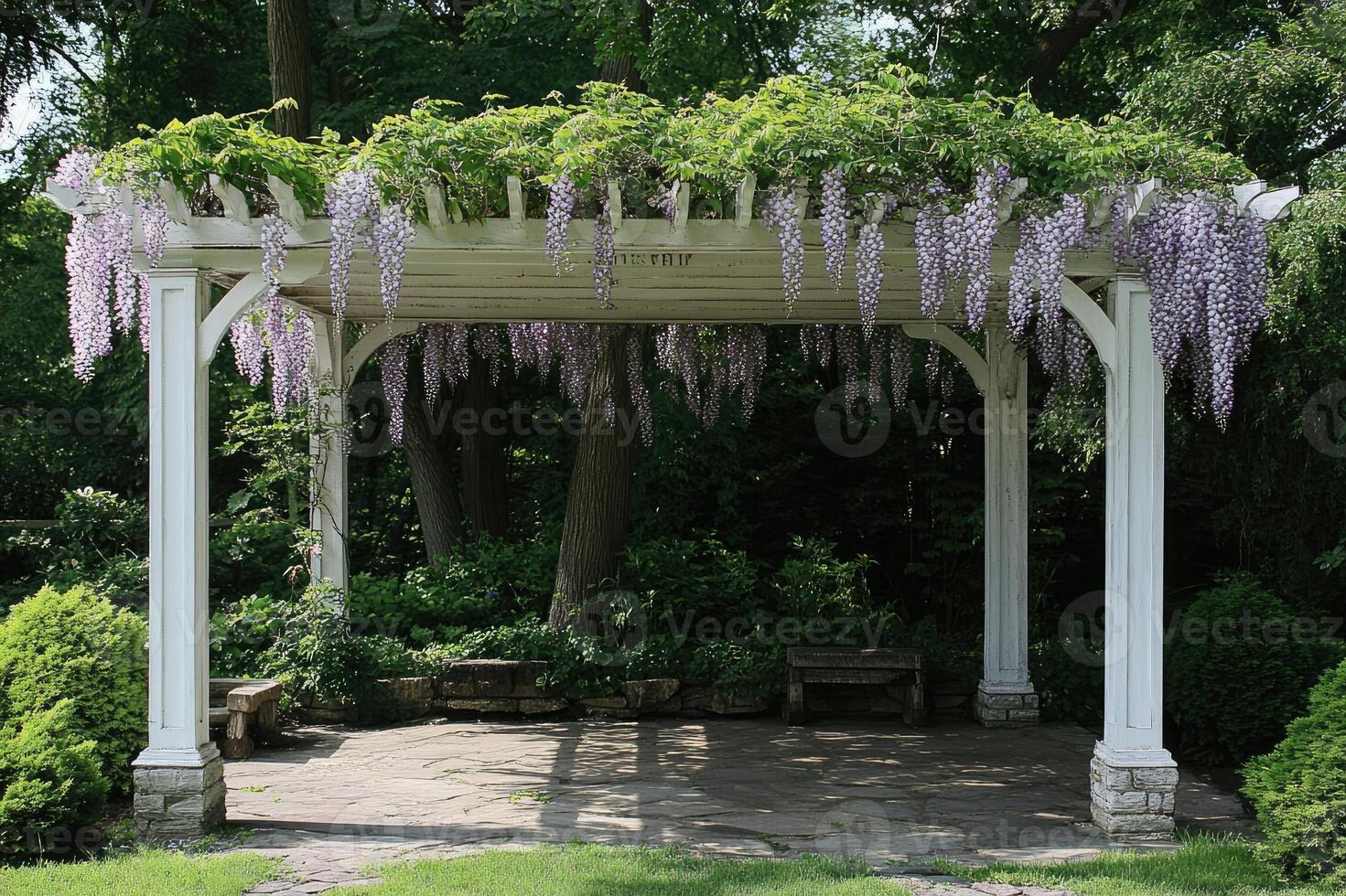 White garden pergola covered with blooming wisteria flowers in springtime photo