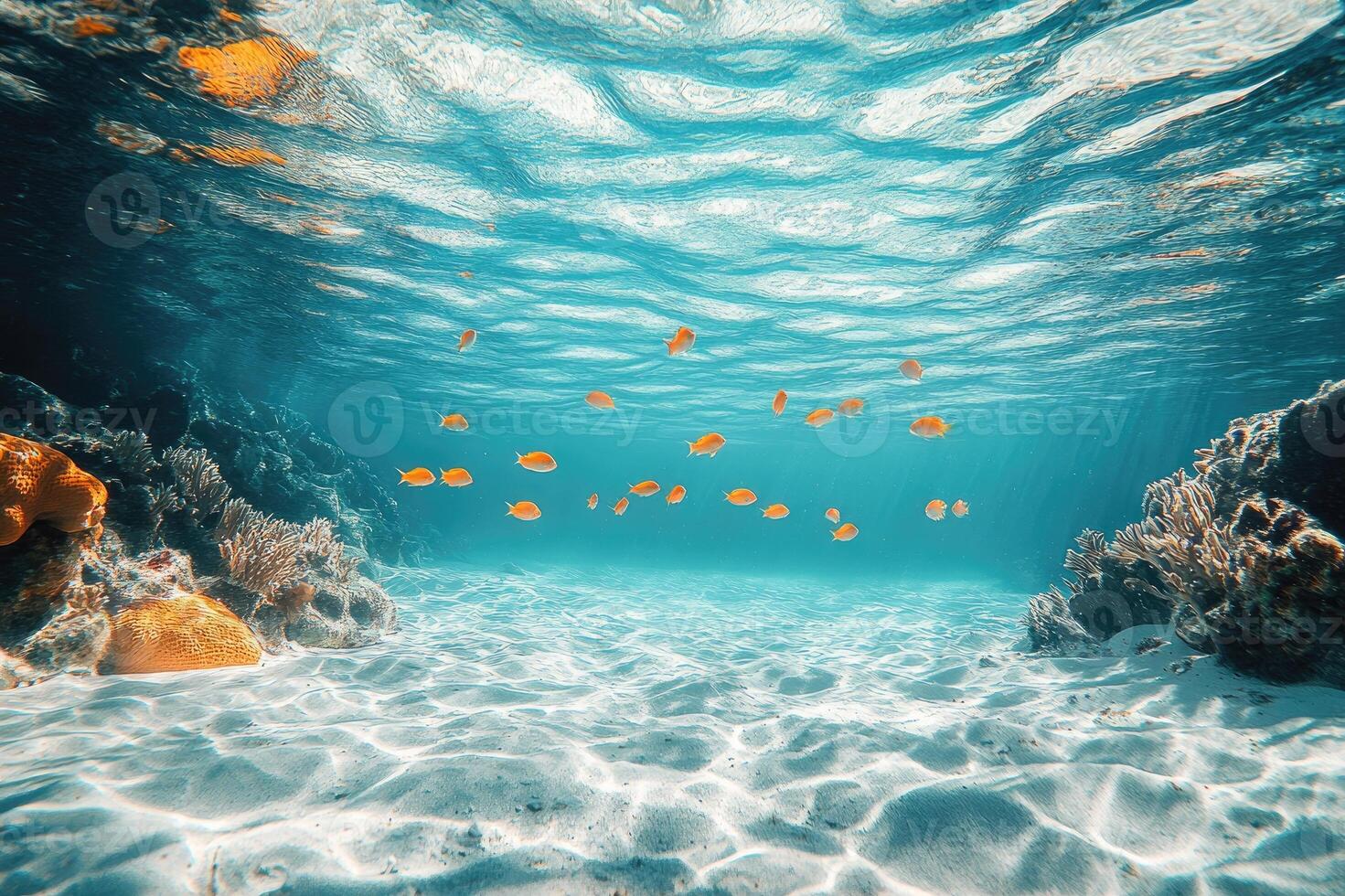 School of fish swimming over sandy seabed in blue ocean water photo