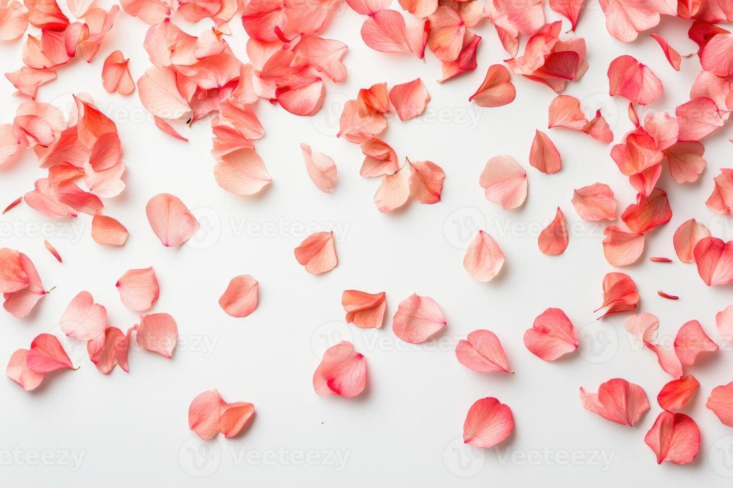 Beautiful pink petals lying on white background forming floral frame photo
