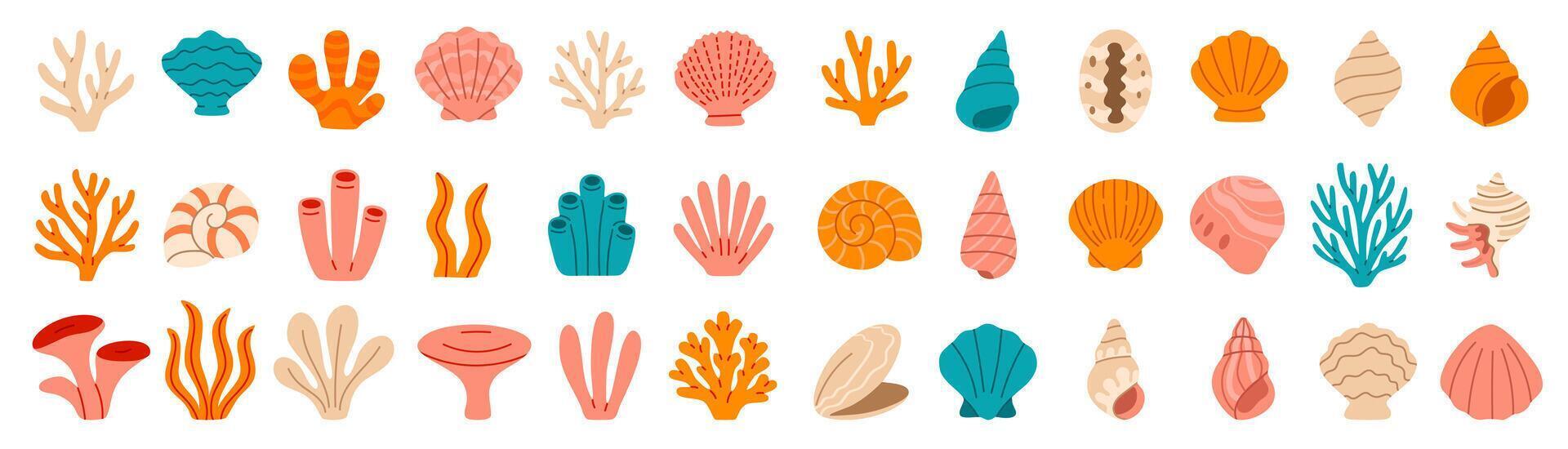 Colorful shells and corals illustration vector