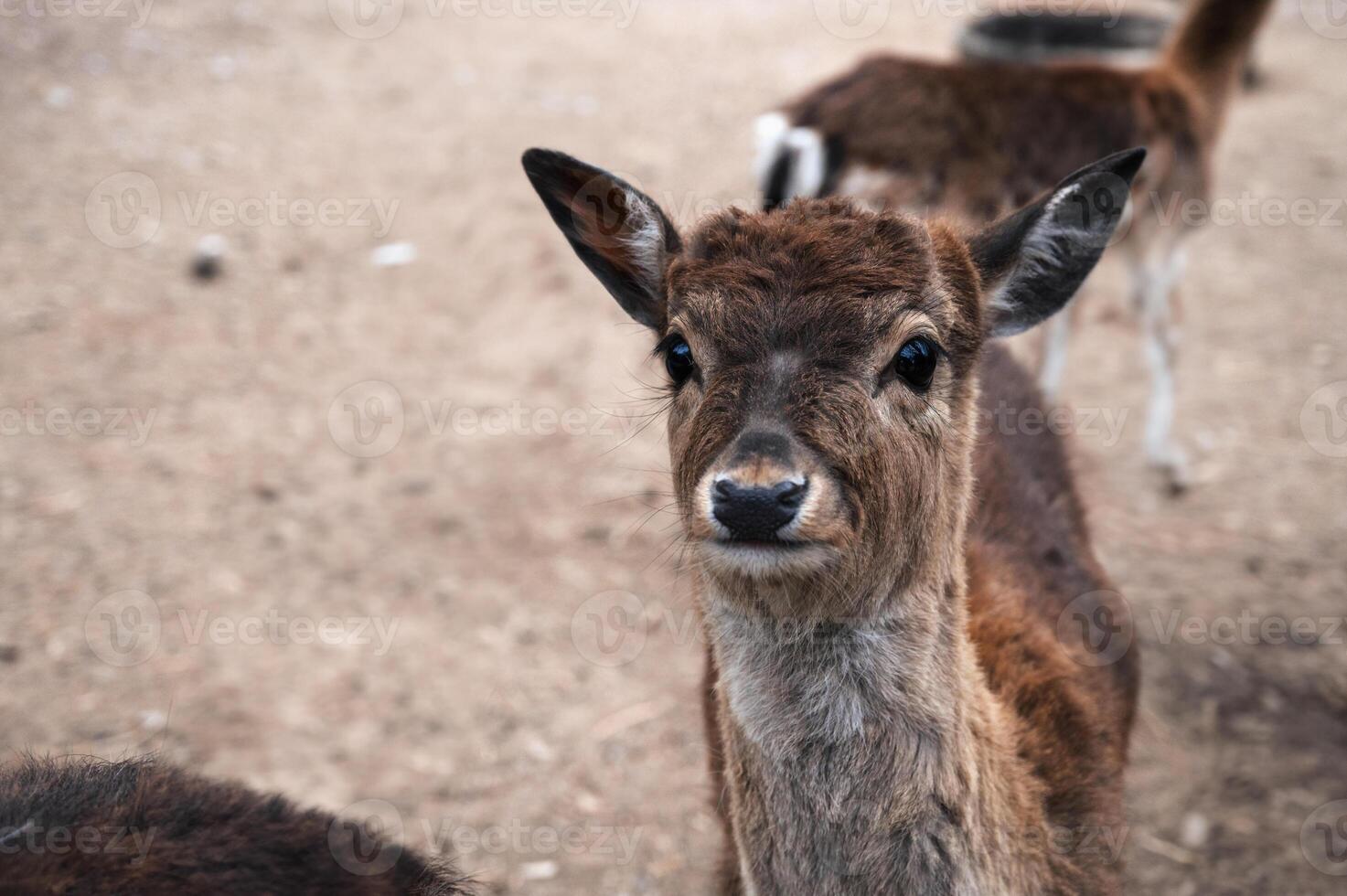 A deer and fawns in an enclosure in a zoo-landscape park on a summer day photo