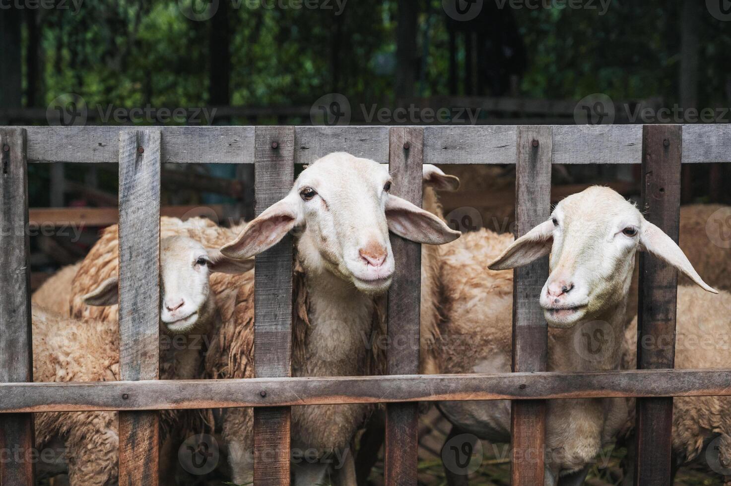 A herd of domestic wool sheep grazing on straw in a pen on a farm. photo
