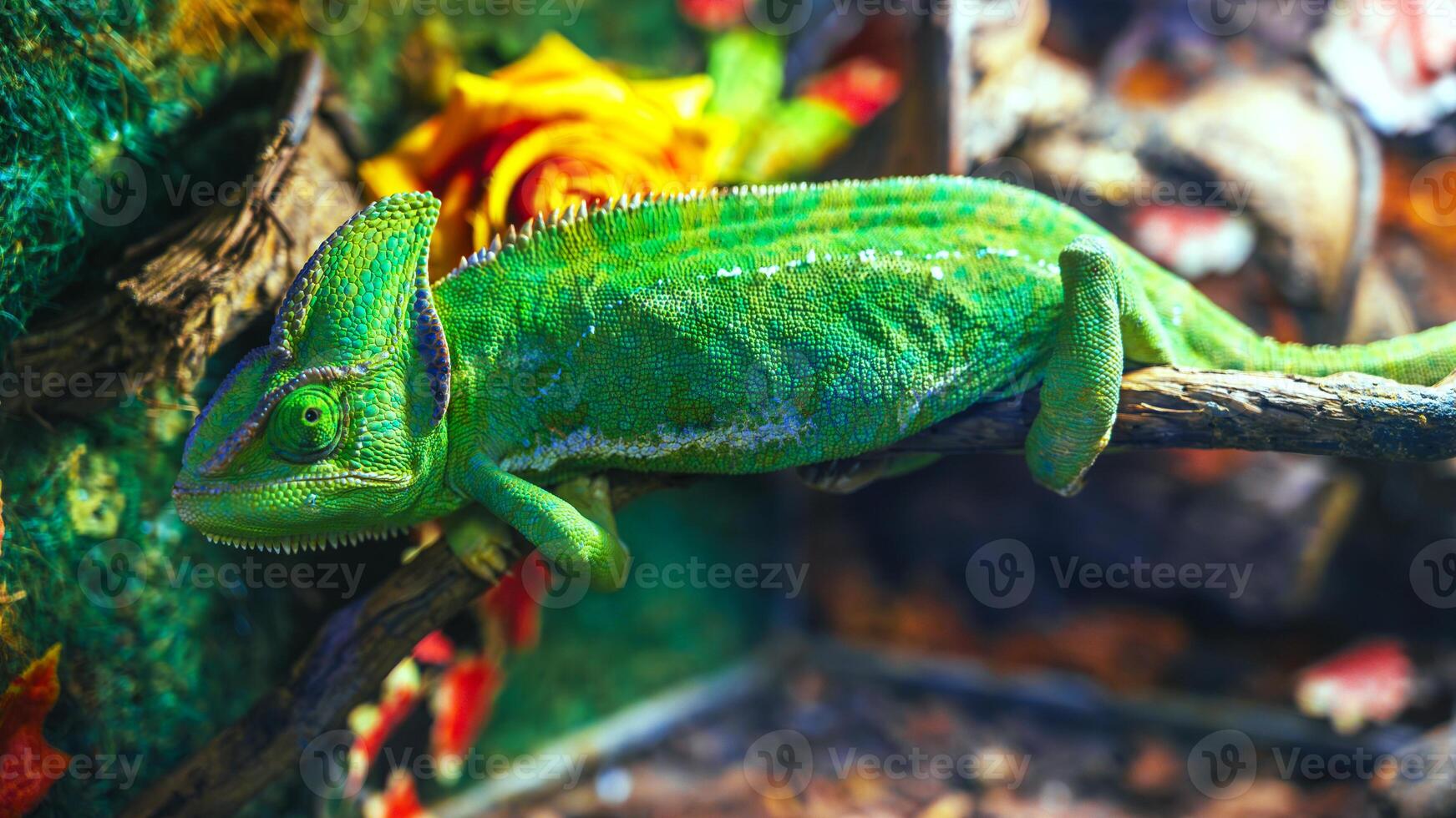 Close-up of the veiled chameleon is a species of chameleons native to the Arabian Peninsula photo