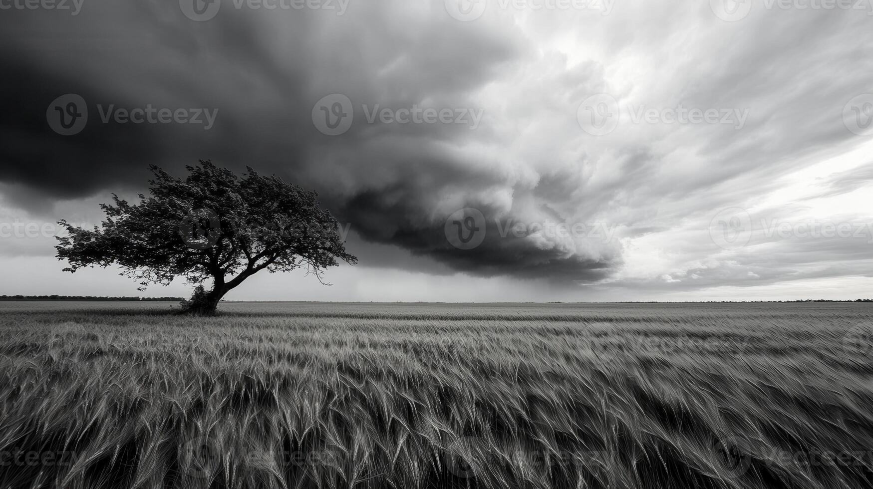 Stormy Field, Lonely Tree photo