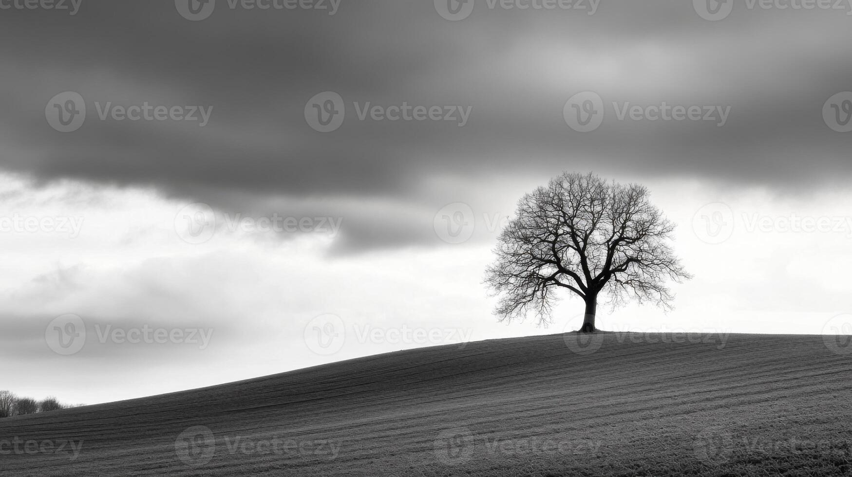 Lonely Tree on Rolling Hill photo