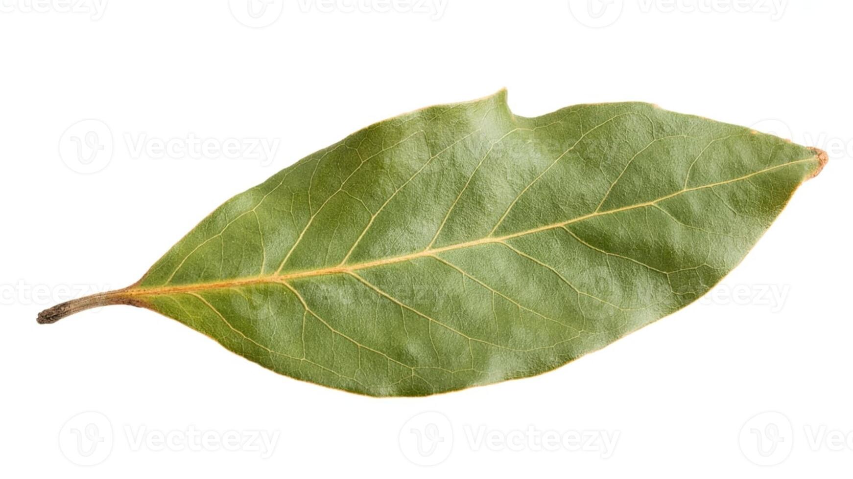 Close up shot of a single green bay leaf with visible veins on a white background photo