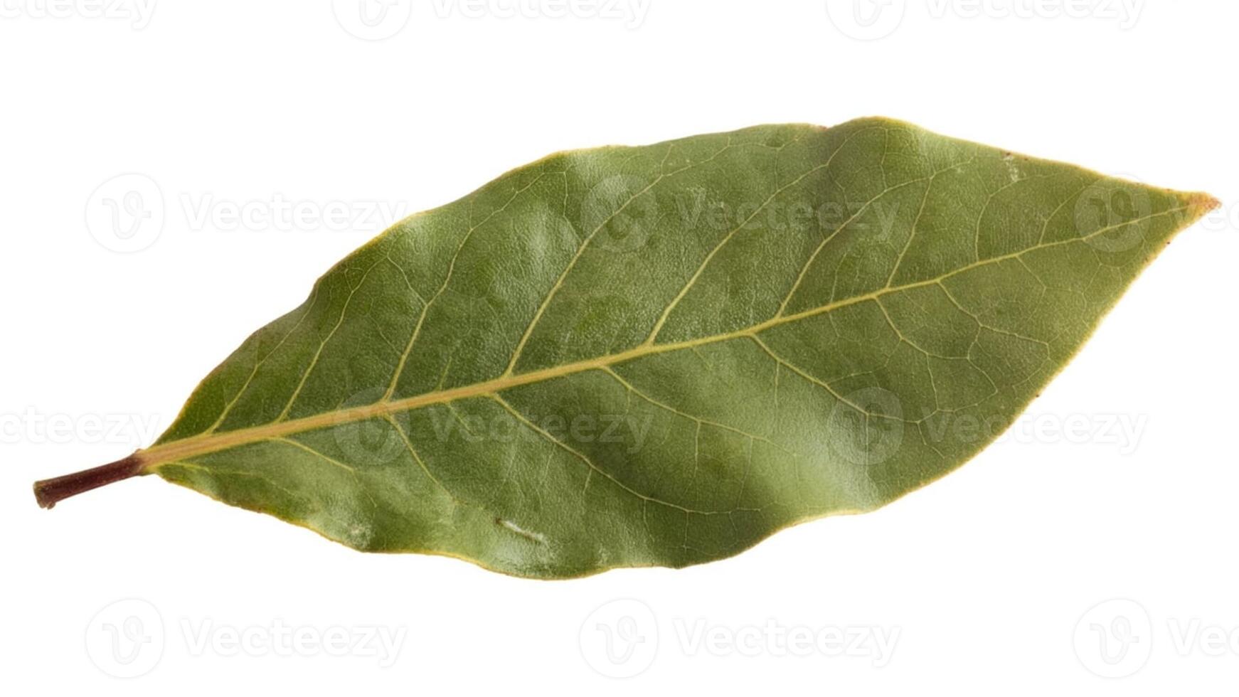 Isolated bay leaf with visible veins and stem on a clean white background close up photo