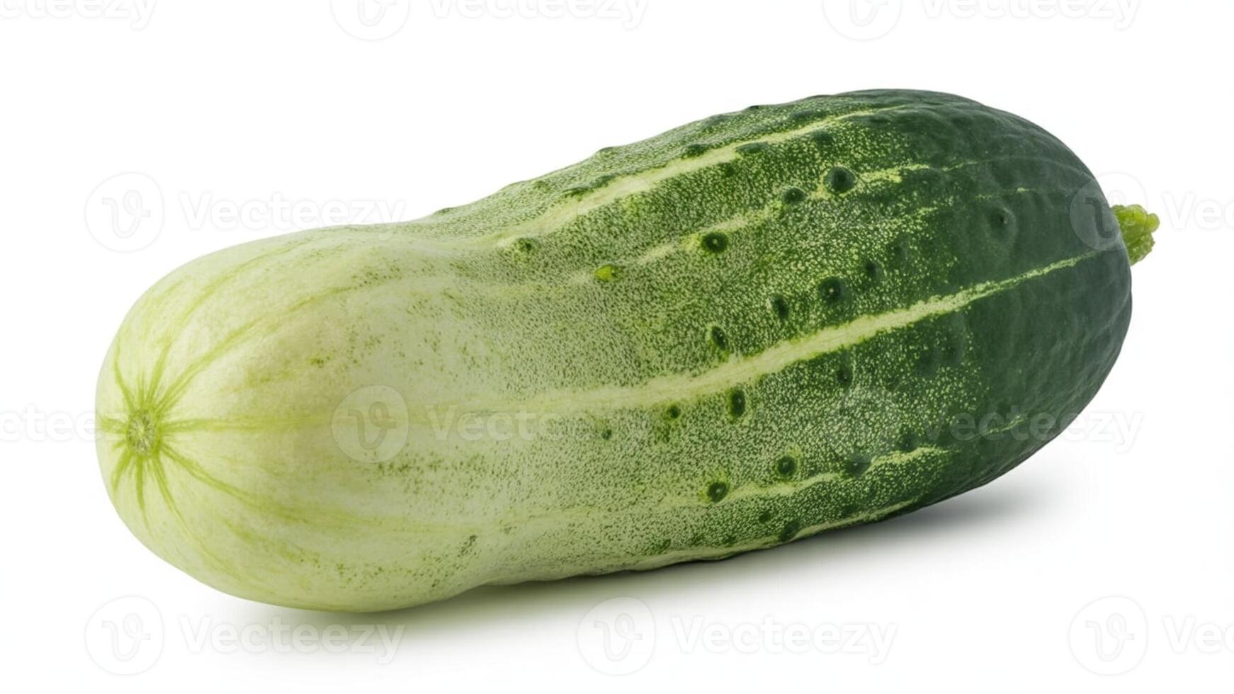 Isolated image of a fresh cucumber with a light green and dark green gradient skin photo