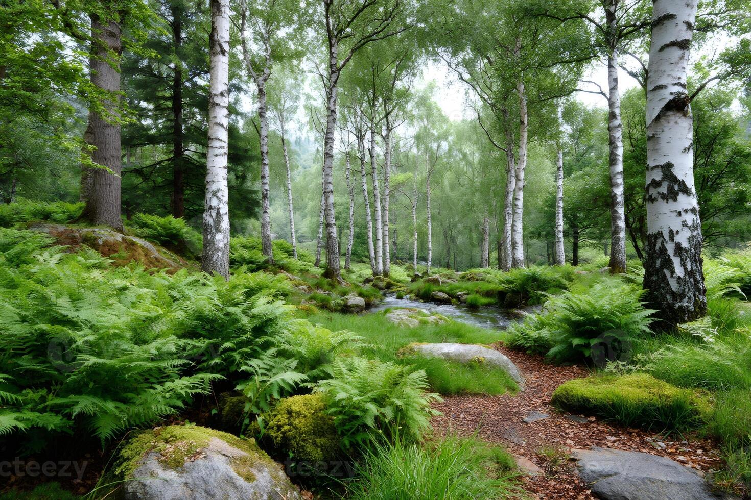Small stream flowing through lush green forest of birch trees and ferns photo
