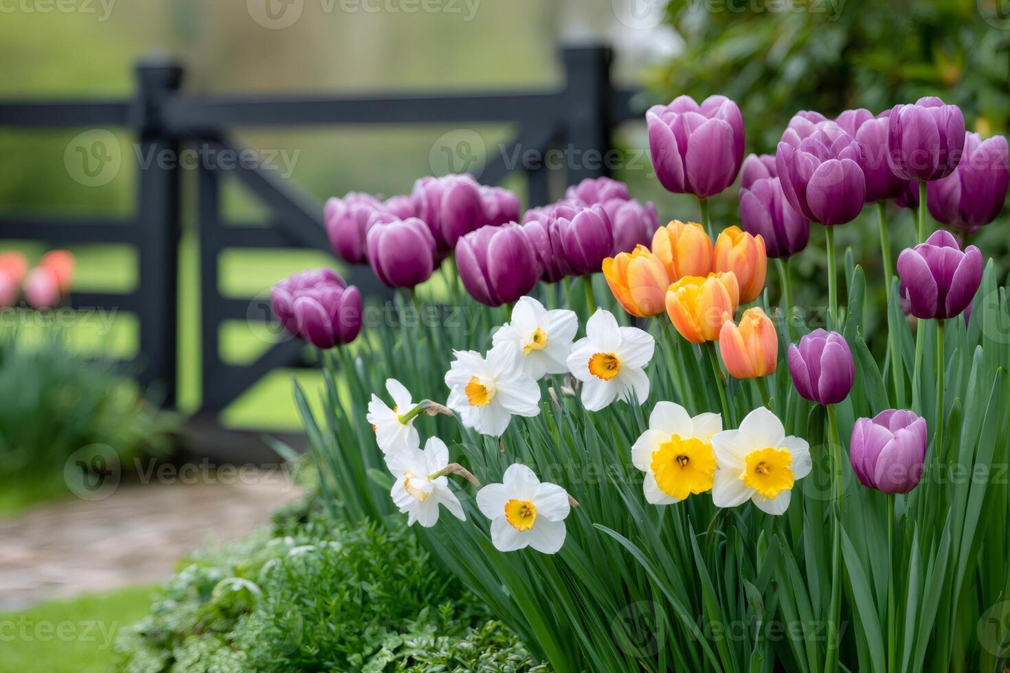 Colorful tulips and daffodils growing in a spring garden photo
