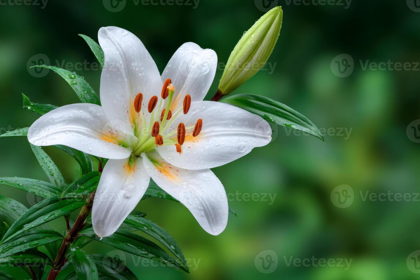 White lily flower blooming in spring garden photo