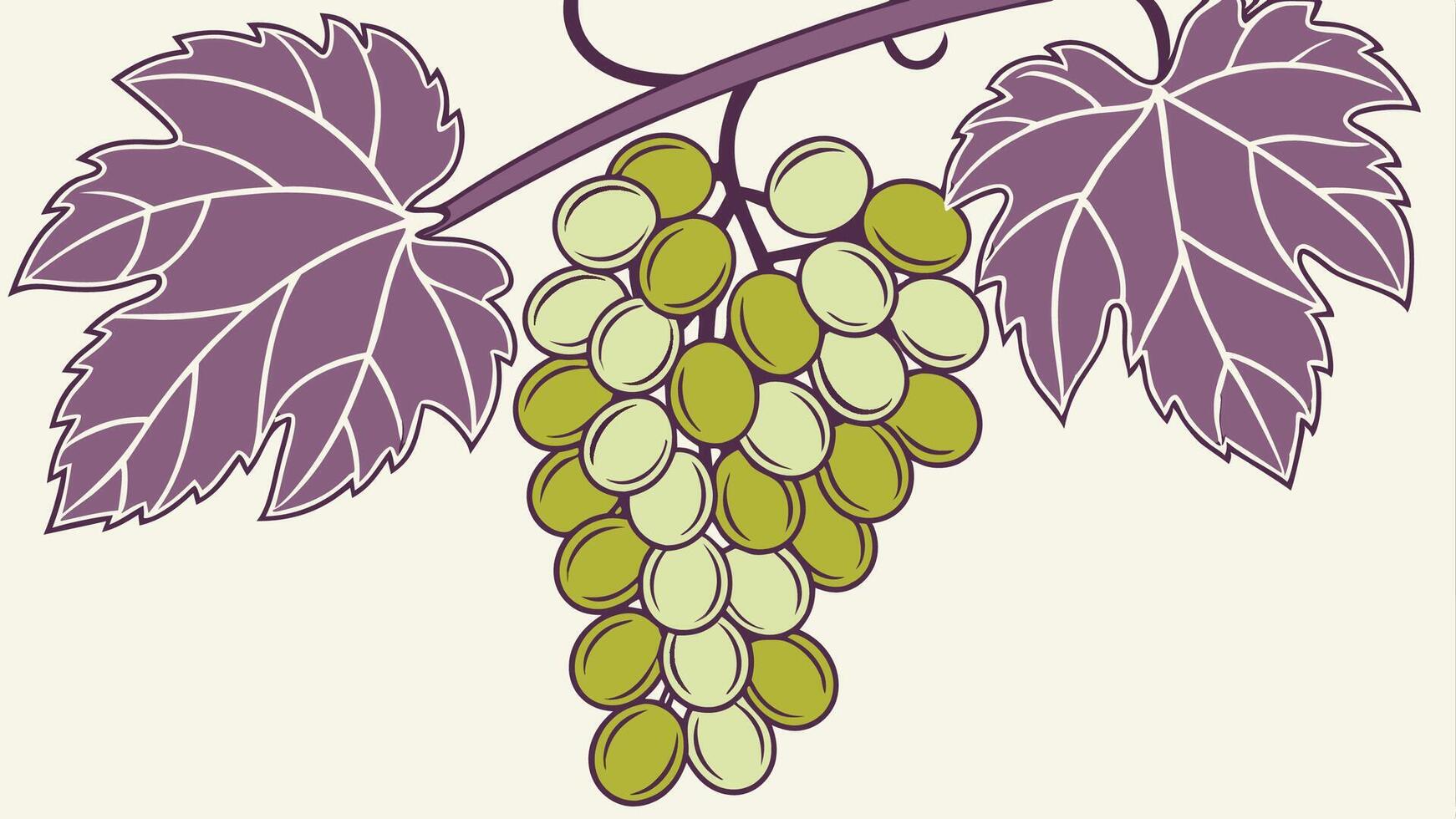 Grapes on a vine illustration vector
