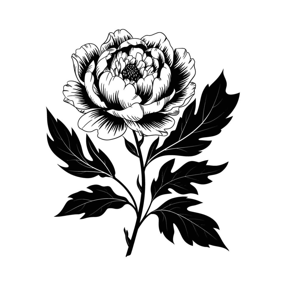Stunning Black and White Peony Illustration Showcasing Natural Beauty and Intricate Botanical Details vector