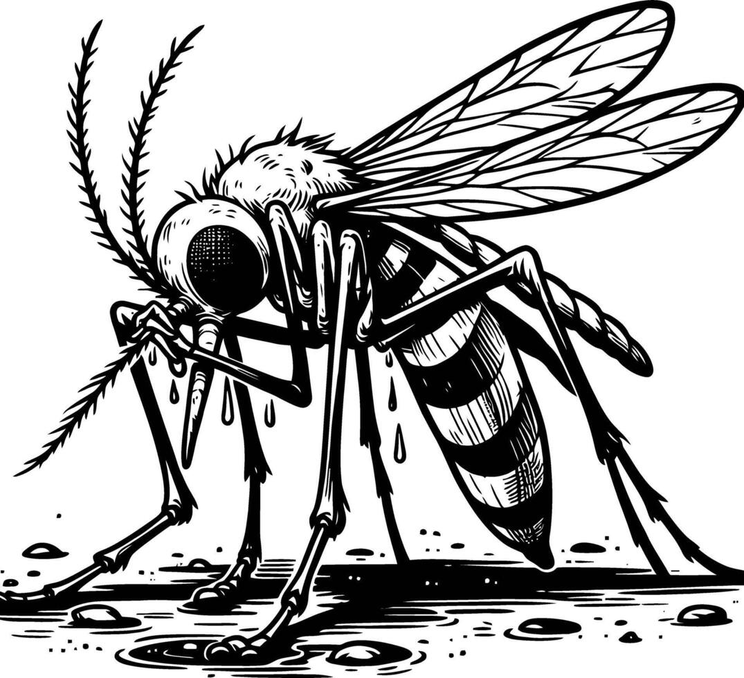 Mosquito Drawing Insect Pest Black White. vector