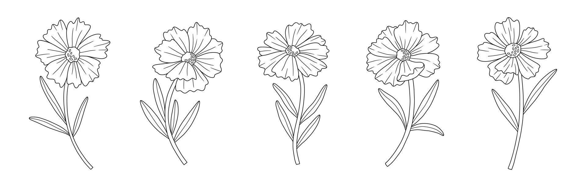 Wildflowers coreopsis set, line art style, illustration vector