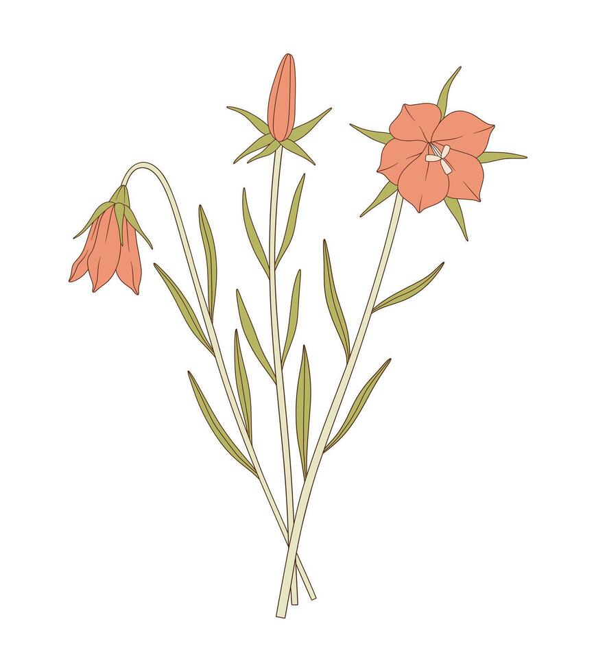 Bouquet of three bright flowers, buds, and leaves. Bunch of blooming perennial wildflowers illustration. Botanical hand-drawn elements for design projects vector