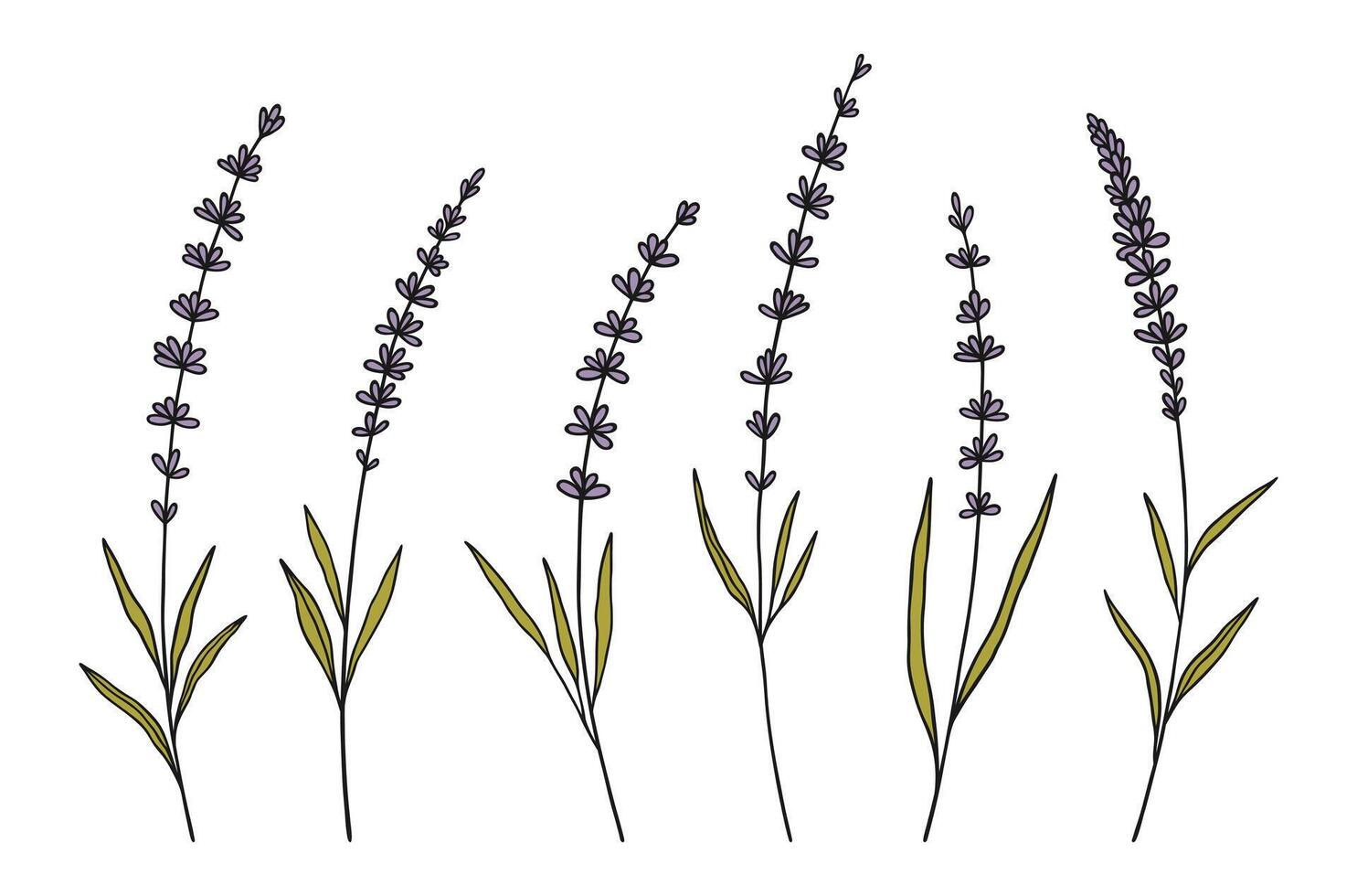 Set of violet lavender flowers and green leaves, illustration vector