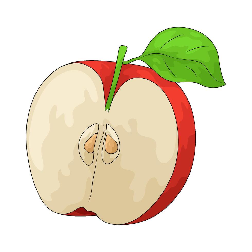 Illustration of half red apple vector