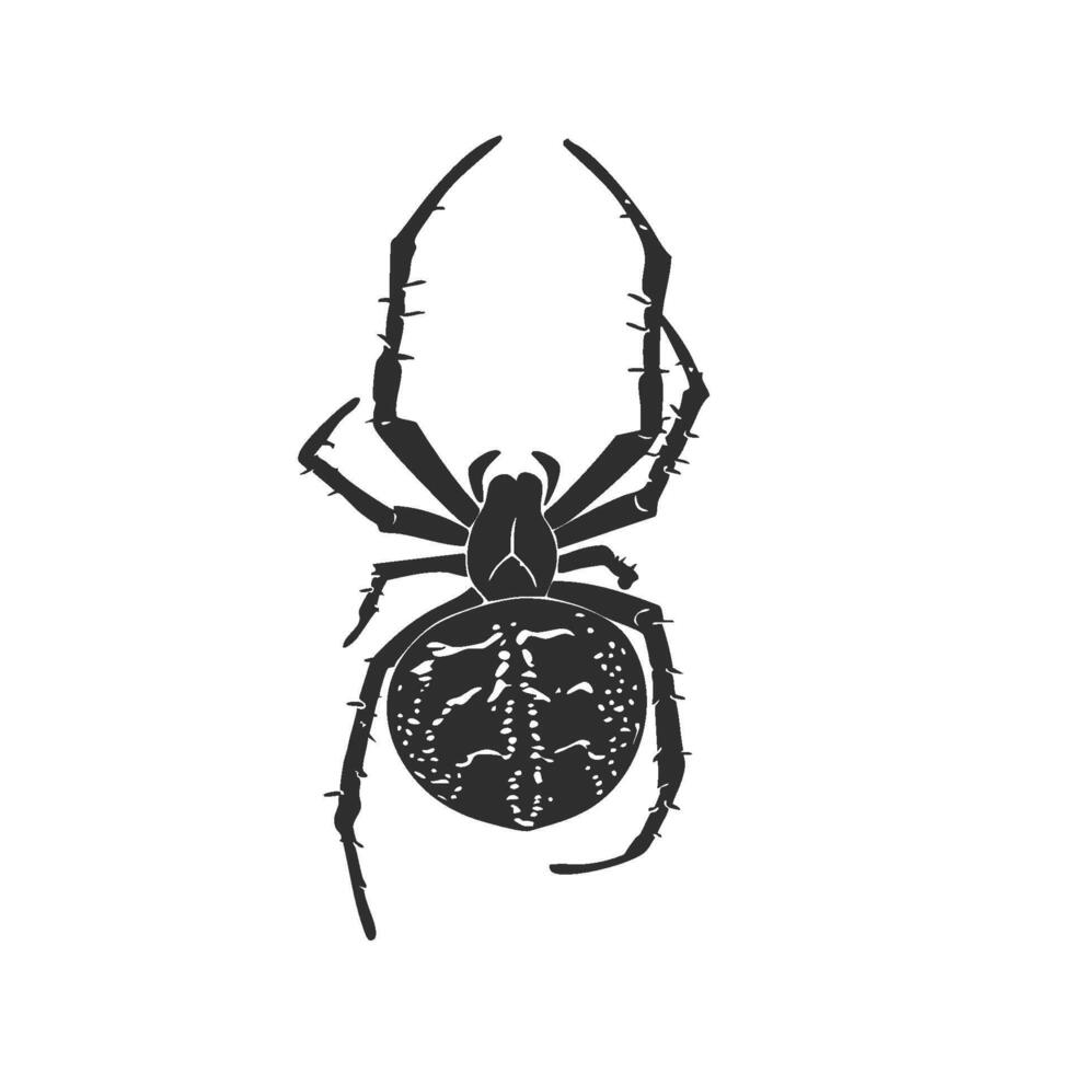 Spider Silhouette Illustration. Detailed Arachnid Design For Nature And Wildlife Themes. Isolated Illustration vector