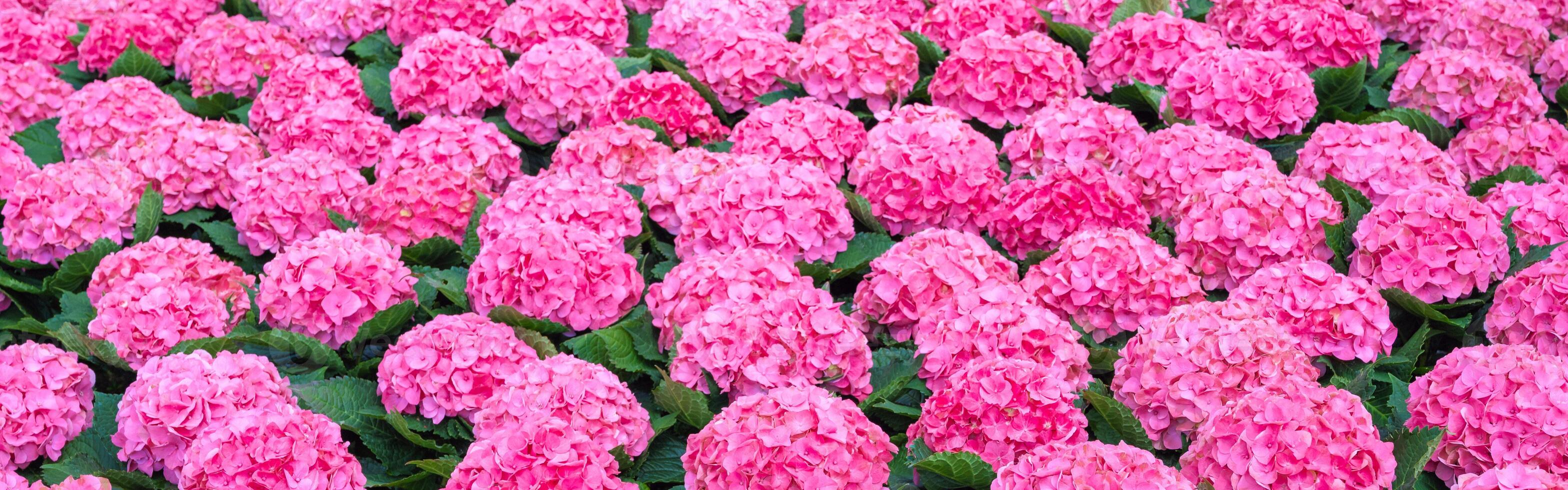 Panoramic background with a beautiful pink hydrangea in close-up. mockup of business card, card, top view photo