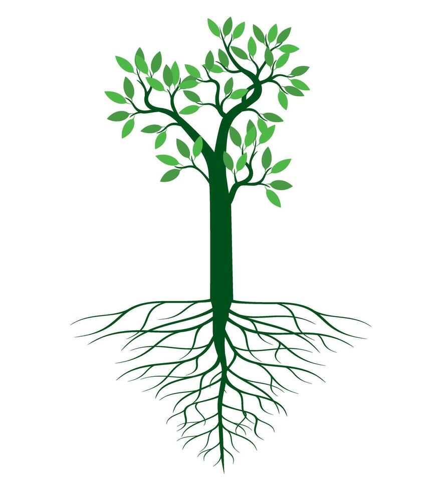 A tree drawn by hand. Green leaves on branches and roots. Outline Illustration. vector
