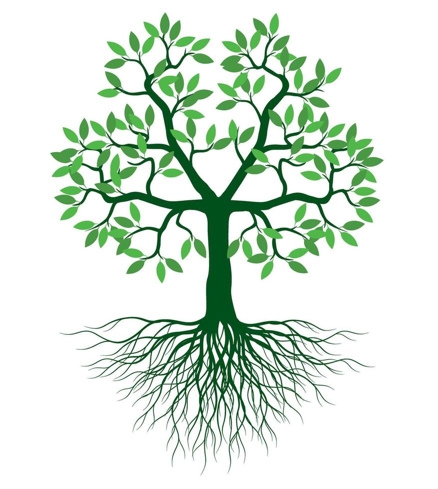 Shape Tree with green Leaves and Roots. Outline Illustration. vector