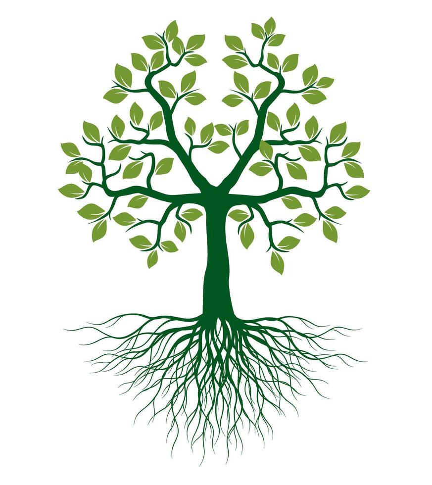 Shape green Tree with Leaves and Roots. vector