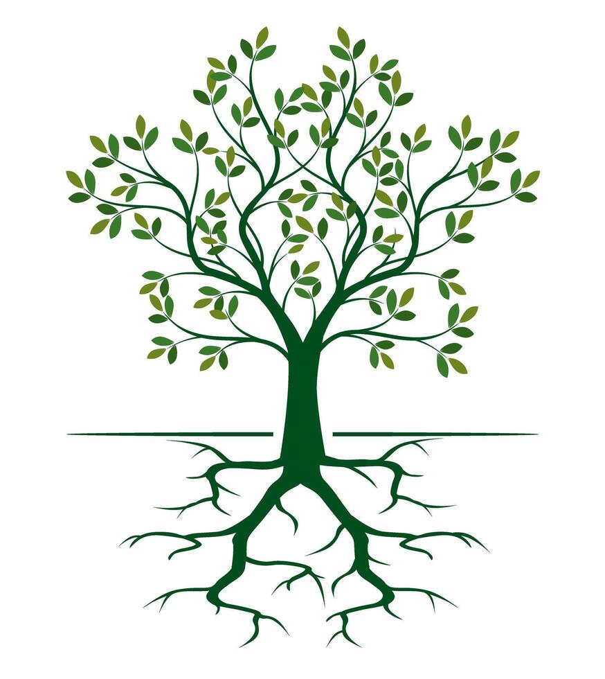 Shape of green Tree with Leaves and Roots outline Illustration. vector