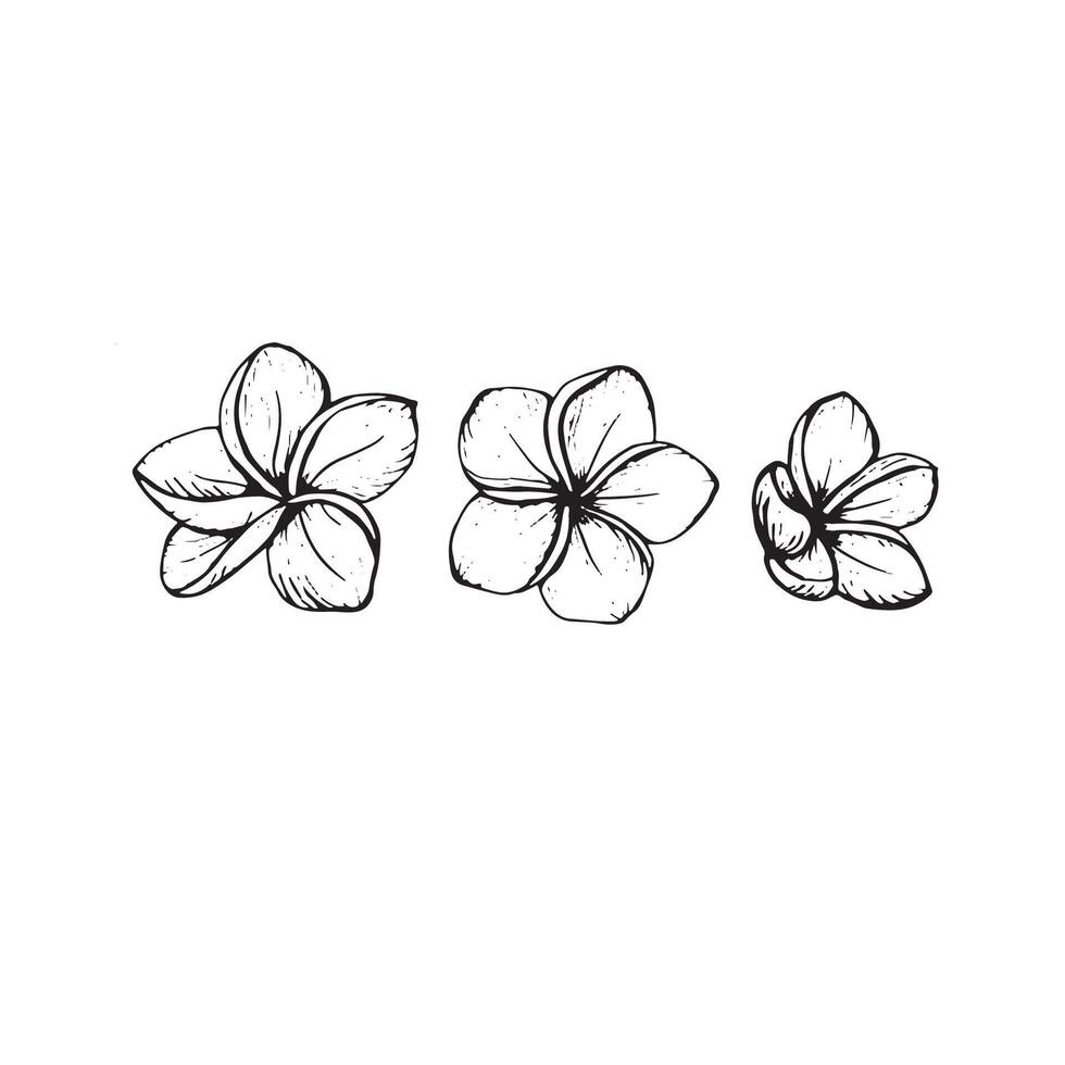 Flowers of Plumeria isolate. Line art transparent background. Hand drawn nature painting. Freehand sketching illustration. vector