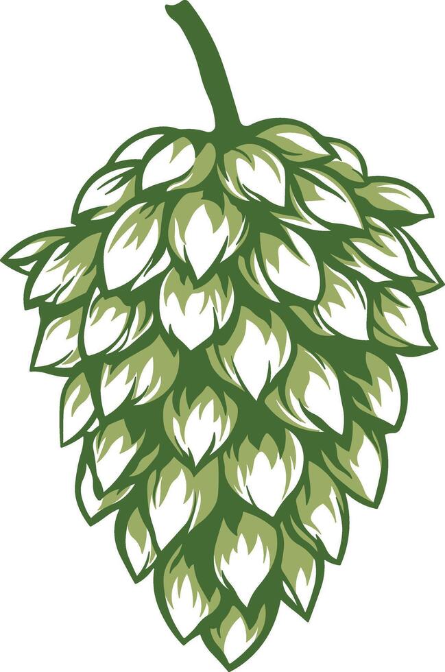 Illustration of hop cone or green pine cone with natural details, without background vector