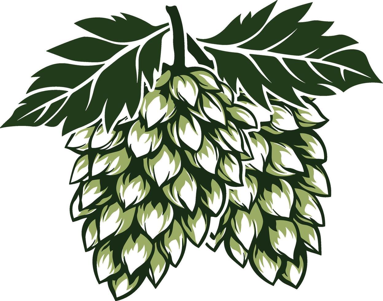 Hop cones with leaves or hop branch without background vector