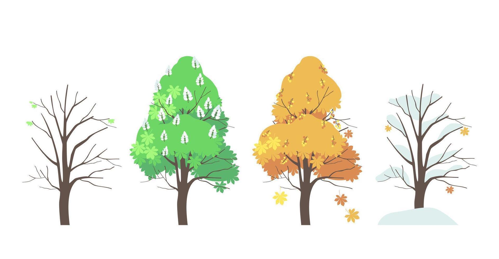 Set of four seasons of chestnut tree vector
