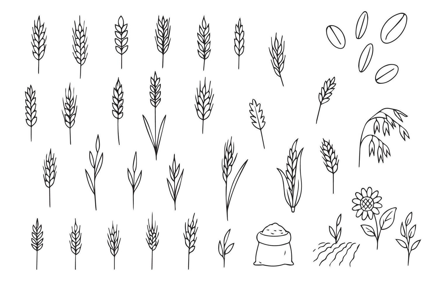 Hand-drawn black and white sketches of various grains and plants. Wheat, oat, rice, barley, corn, rye, millet, flax grain ear, nature set, line icon. Linear sketch ear and grain for agriculture vector