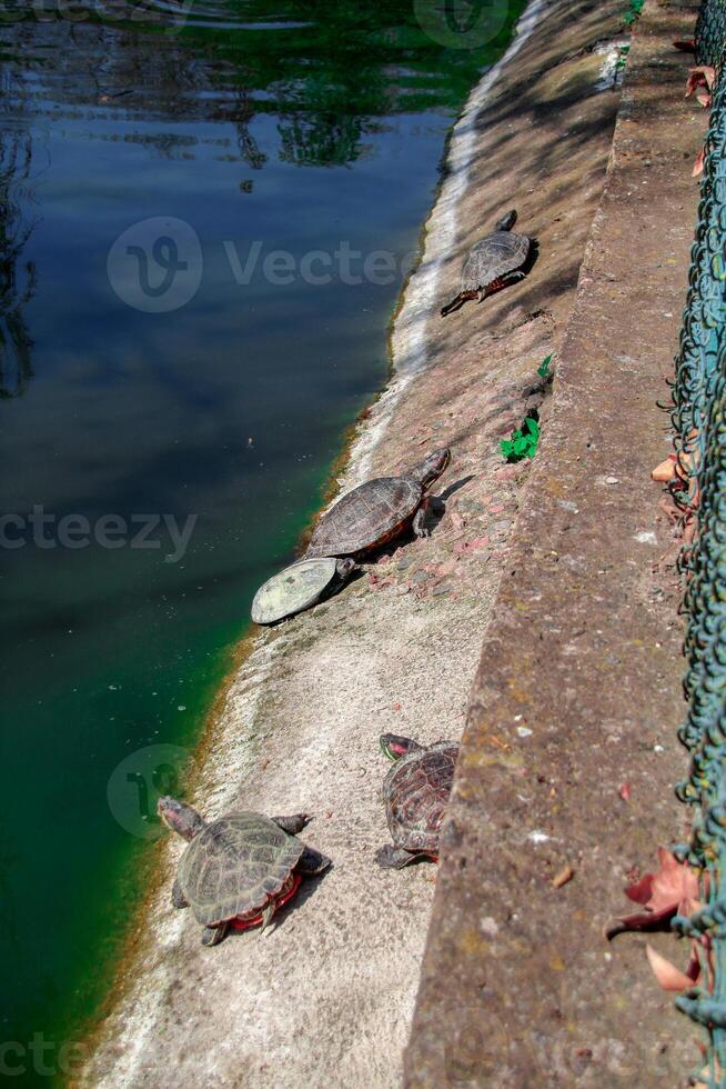 A group of turtles basking in the sun after a pond. Reptile family. photo
